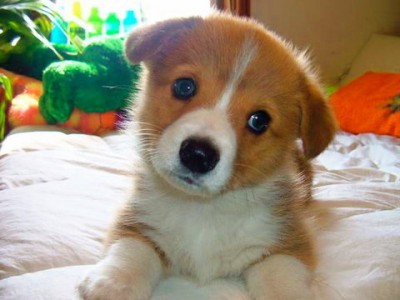 Cute Corgi Puppy